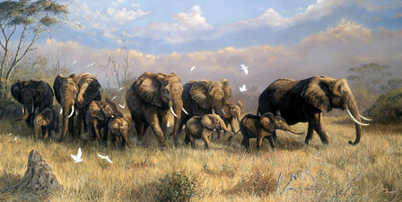 Follow the Matriarch