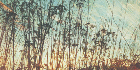 Wild Grass I