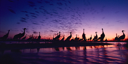 It Was Twilight And Sandhill Cranes >> Nebraska Canvas Art Prints | Nebraska Panoramic Photos, Posters, & More | Great Big Canvas It Was Twilight And Sandhill Cranes >> Nebraska Canvas Art Prints | Nebraska Panoramic Photos, Posters, & More | Great Big Canvas