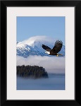 Bald Eagle in flight over the Inside Passage near Tongass National Forest