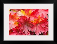 Closeup detail of autumn foliage Kodiak Island Southwest Alaska