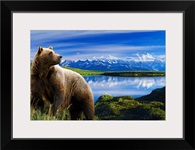 Grizzly stands in front of lake with Mt. Mckinley in the background, Alaska