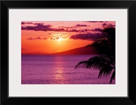Hawaii, Maui, Tropical Sunset With Palm Tree