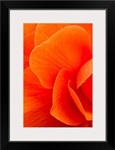 Macro view of an orange begonia flower during Summer