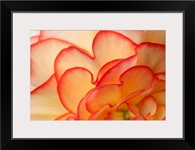 Macro view of Begonia Petals Girdwood Southcentral Alaska Summer