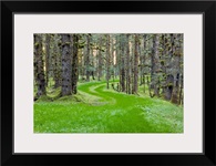Overgrown old road through spruce forest covered in moss Kodiak Island Southwest Alaska