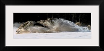 Pack of Grey Wolves Running Through Deep Snow
