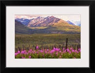 View of the Chugach Mountains with fireweed in the foreground along the Glenn Highway
