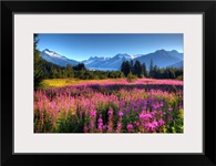 Wildflowers at Mendenhall