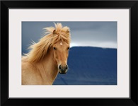An icelandic Horse waiting for the rain to come watching the dark skies.