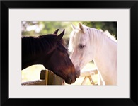 Dark bay and gray horse sniffing each other.