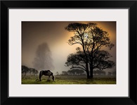 Grazing horse in partially wooded field.