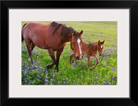 Horse on bluebonnet trail near Ennis, TX.
