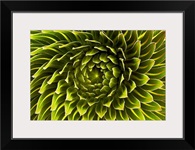 The rosette of a Lobelia deckenii found on Mount Kilimanjaro