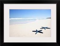 Two blue starfish at water's edge on tropical beach, Riviera Maya