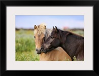 Two horses nuzzling