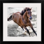 Warmblood horse galloping.