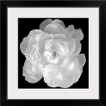 Ranunculus