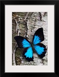 Blue Butterfly on Birch