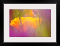 Orange Poppies amidst Lavendar