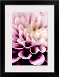 Purple Dahlia Detail