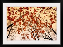 A skyward view of the bare branches and autumn leaves, Russell-Brasstown scenic highway, Chattahoochee National Forest, Georgia