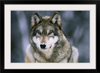 Gray wolf at the International Wolf Center, Ely, Minnesota