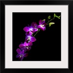 Purple Dendrobium Orchids