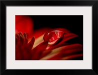 Red Drop