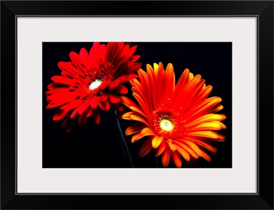 Red Sunshine