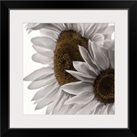 White Softness