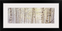 Autumn Aspens With Snow CO