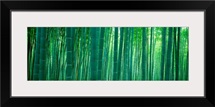Bamboo Forest, Sagano, Kyoto, Japan