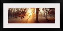 Beech Trees Uppland Sweden