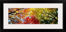 Fall Foliage