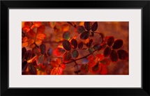 Fall Leaves CO