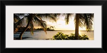 Palm trees on the coast, Kohala Coast, Big Island, Hawaii
