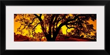 Silhouette of Coast Live Oak trees (Quercus agrifolia), California