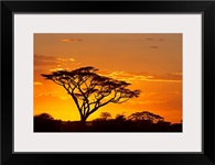 Silhouette of trees in a field, Ngorongoro Conservation Area, Arusha Region, Tanzania