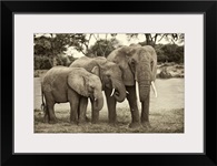 African Elephant Family