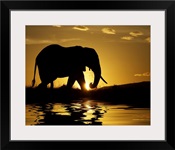 African elephant in silhouette at sunrise, Kenya, Africa
