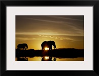 African Elephant Sunset