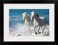 Camargue Horses running on the beach, South of France, France