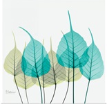 Blue and Green Bodhi Tree Leaf X-Ray Photograph