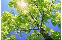 A Tall Tree