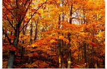 A Vibrant Forest In The Fall