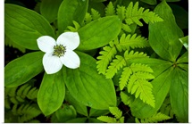 Close up of dwarf dogwood flower and ferns, Turnagain Pass area of the Kenai Peninsula