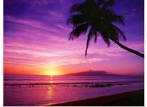 Hawaii, Maui, Olowalu, Palm Tree Silhouette At Sunset, Lanai In The Distance