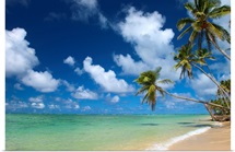 Hawaii, Palm Tree Leaning Over Beach