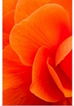 Macro view of an orange begonia flower during Summer